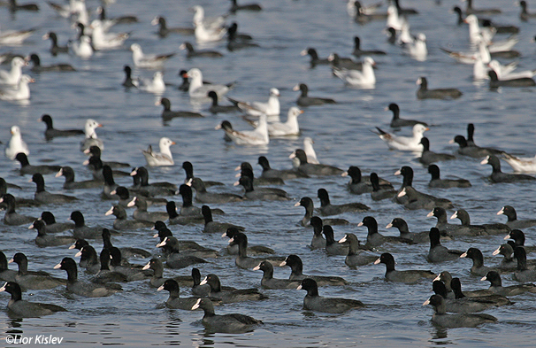  אגמית מצויה   Common Coot Fulica atra                                                עמק בית שאן ,ינואר 2007